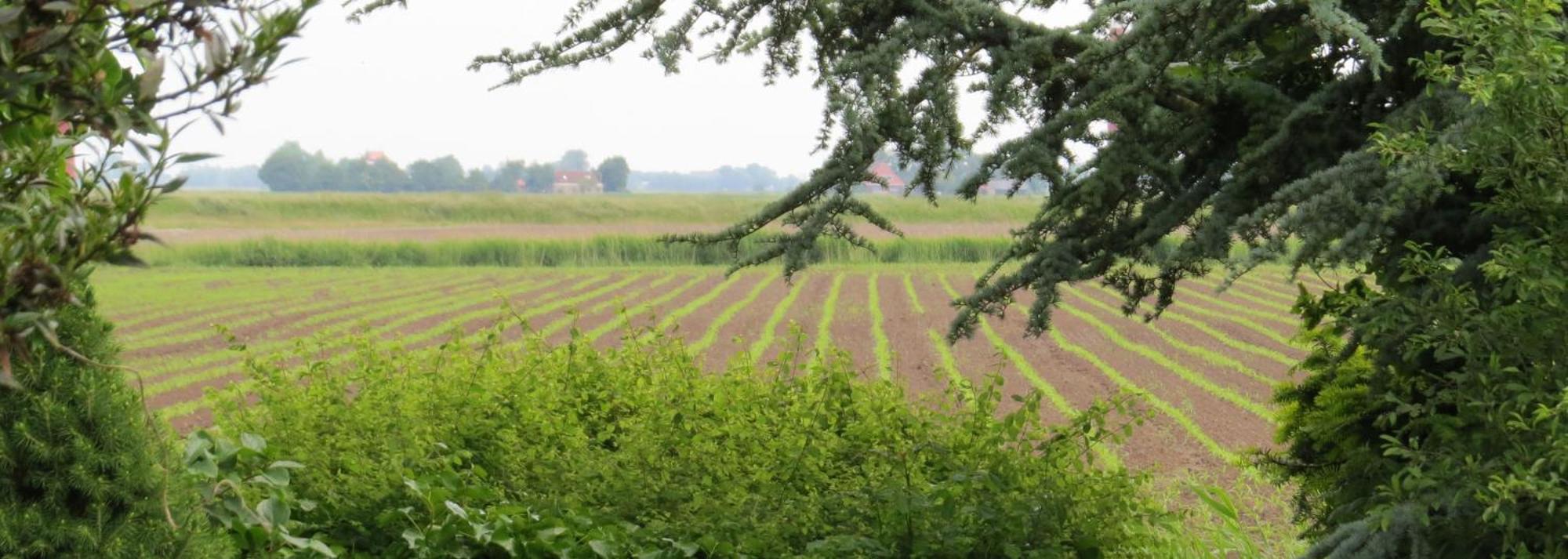 Villa Wad Fijn Sexbierum Esterno foto